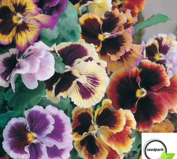 STIEFMÜTTERCHEN MASTERPIECE ROCOCO MIX SAMEN VIOLA WITTROCKIANA BLUMENSAMEN
