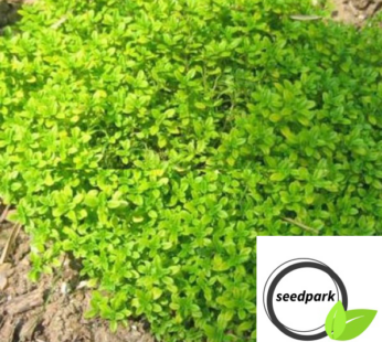 THYMIAN SAMEN KRÄUTERSAMEN THYMUS VULGARIS MEDITERRANER GEWÜRZ