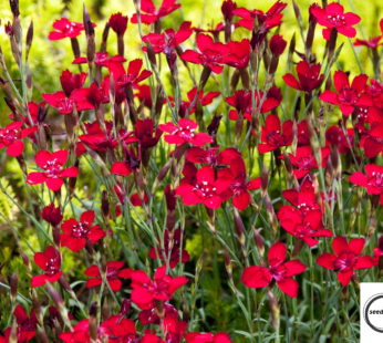 HEIDENELKE SAMEN DIANTHUS DELTOIDES BLUMENSAMEN NELKE ROTE BLÜTEN WUNDERSCHÖN