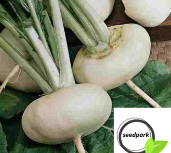 STECKRÜBE MILAN WHITE SAMEN SPEISERÜBE MILANESE BRASSICA RAPA GEMÜSESAMEN