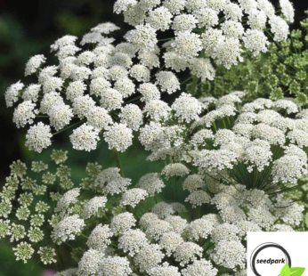 KNORPELMÖHRE SAMEN BISHOPSBLUME AMMI MAJUS BLUMENSAMEN